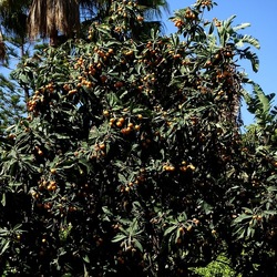 GIARDINO. Fotografie di Giulio Azzarello ©2022.