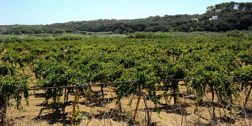 GORGHI TONDI oasi di vigneti e piante Mazzara del Vallo in Sicilia. Foto di Giulio Azzarello ©2016. GORGHI TONDI oasi di vigneti e piante Mazzara del Vallo in Sicilia. Foto di Giulio Azzarello ©2016.