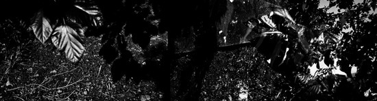 ROSE fotografie di Giulio Azzarello ©2021. ROSE fotografie di Giulio Azzarello ©2021.