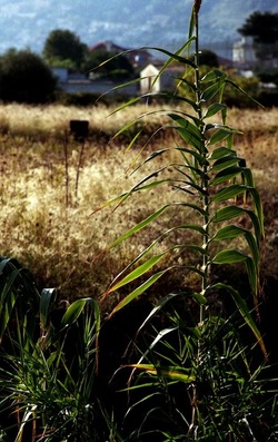 PALERMO fotografie di Giulio Azzarello ©2020.