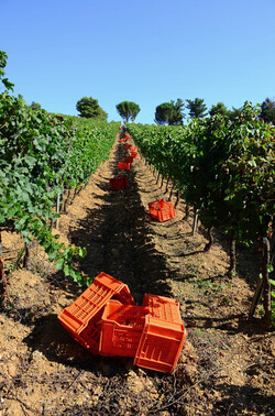 VENDEMMIA a S.Cristina Gela in Sicilia. Fotografie di Giulio Azzarello &copy;2016.