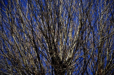 PARCO ARCHEOLOGICO DEL PALATINO Roma. Fotografie di Giulio Azzarello ©2020.