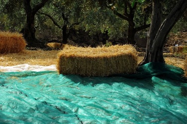 FRANTOIO GULLO ad Aliminusa in Sicilia. Fotografie di Giulio Azzarello &copy;2018.