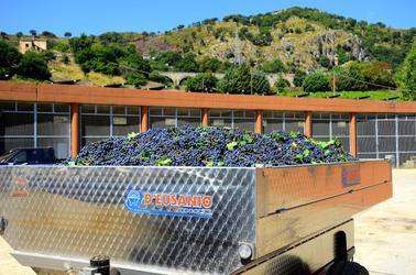 AZIENDA VITIVINICOLA in Sicilia. Fotografie di Giulio Azzarello ©2016. AZIENDA VITIVINICOLA in Sicilia. Fotografie di Giulio Azzarello ©2016.