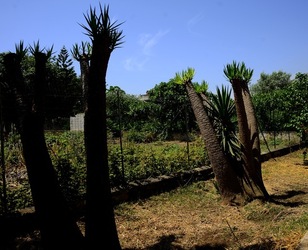 GIARDINO fotografie di Giulio Azzarello ©2019. GIARDINO fotografie di Giulio Azzarello ©2019.