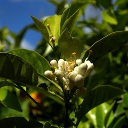 GIARDINO SICILIANO. Fotografie di Giulio Azzarello &copy;2024.
