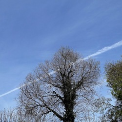 PIANTE. Fotografie di Giulio Azzarello &copy;2022.