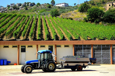 AZIENDA VITIVINICOLA in Sicilia. Fotografie di Giulio Azzarello ©2016. AZIENDA VITIVINICOLA in Sicilia. Fotografie di Giulio Azzarello ©2016.