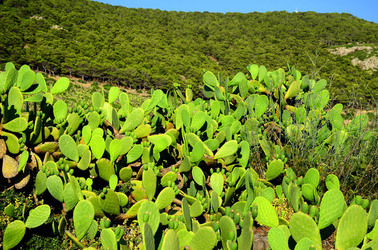 ISOLA DI USTICA la natura. Fotografie di Giulio Azzarello &copy;2016.