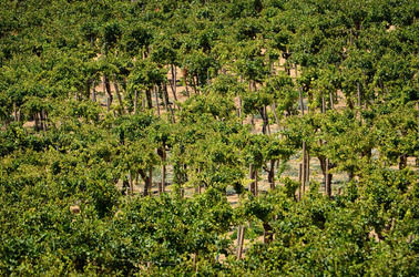 GORGHI TONDI oasi di vigneti e piante Mazzara del Vallo in Sicilia. Foto di Giulio Azzarello ©2016. GORGHI TONDI oasi di vigneti e piante Mazzara del Vallo in Sicilia. Foto di Giulio Azzarello ©2016.