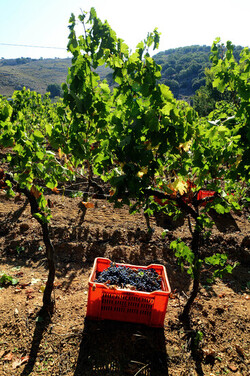 VENDEMMIA a S.Cristina Gela in Sicilia. Fotografie di Giulio Azzarello &copy;2016.