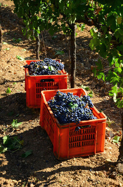 VENDEMMIA a S.Cristina Gela in Sicilia. Fotografie di Giulio Azzarello &copy;2016.