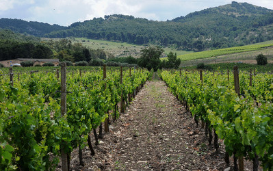 VIGNETO AGRITURISTICO PLANETA a Sambuca di Sicilia. Fotografie di Giulio Azzarello &copy;2014.