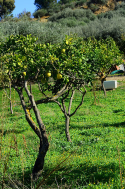 ULIVETO in autunno. Fotografie di Giulio Azzarello ©2014. ULIVETO in autunno. Fotografie di Giulio Azzarello ©2014.