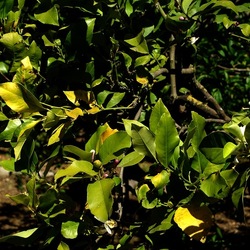 GIARDINO SICILIANO. Fotografie di Giulio Azzarello &copy;2024.