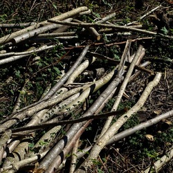 RAMI E ROVI. Fotografie di Giulio Azzarello ©2023. RAMI E ROVI. Fotografie di Giulio Azzarello ©2023.