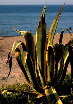 AGAVE selvatica sul mare in Sicilia a Cefalù. Fotografie di Giulio Azzarello ©2014. AGAVE selvatica sul mare in Sicilia a Cefalù. Fotografie di Giulio Azzarello ©2014.