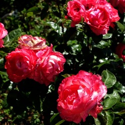 ROSETO. Fotografie di Giulio Azzarello &copy;2022.