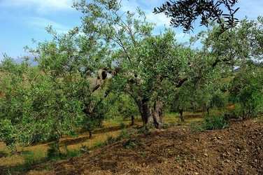 FRANTOIO GULLO ad Aliminusa in Sicilia. Fotografie di Giulio Azzarello &copy;2018.