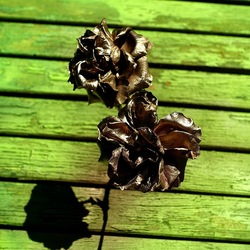 METALLICO. Fotografia di Giulio Azzarello &copy;2023.