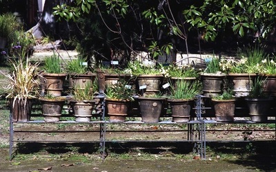ORTO BOTANICO di Palermo. Fotografie di Giulio Azzarello ©2021.