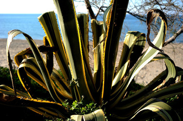 AGAVE selvatica sul mare in Sicilia a Cefalù. Fotografie di Giulio Azzarello ©2014. AGAVE selvatica sul mare in Sicilia a Cefalù. Fotografie di Giulio Azzarello ©2014.