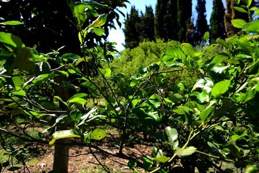 GIARDINO SICILIANO fotografie di Giulio Azzarello ©2021. GIARDINO SICILIANO fotografie di Giulio Azzarello ©2021.