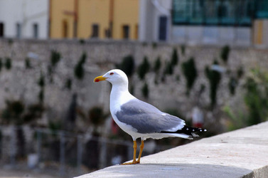 TRAPANI il centro storico il porto il mare la colombaia. Fotografie di Giulio Azzarello ©2014. TRAPANI il centro storico il porto il mare la colombaia. Fotografie di Giulio Azzarello ©2014.