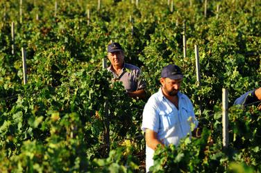 VENDEMMIA a Mazzara del Vallo in Sicilia con i contadini. Fotografie di Giulio Azzarello ©2016. VENDEMMIA a Mazzara del Vallo in Sicilia con i contadini. Fotografie di Giulio Azzarello ©2016.