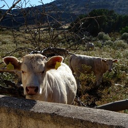 BESTIE. Fotografie di Giulio Azzarello ©2022. BESTIE. Fotografie di Giulio Azzarello ©2022.