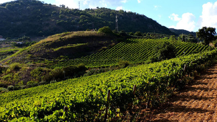 VENDEMMIA di AUTUNNO a S.Cristina Gela in Sicilia. Fotografie di Giulio Azzarello &copy;2016.