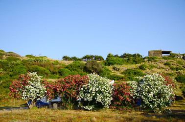 ISOLA DI USTICA la natura. Fotografie di Giulio Azzarello &copy;2016.