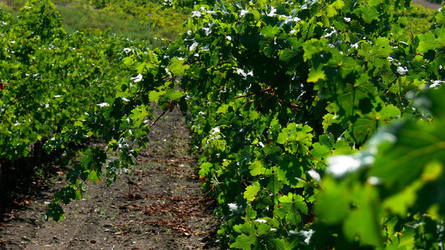 VIGNETO tipico siciliano a Salemi panoramiche e particolari. Fotografie di Giulio Azzarello &copy;2014.
