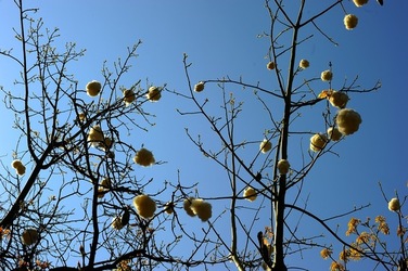 ORTO BOTANICO di Palermo nel maggio 2018. Fotografie di Giulio Azzarello &copy;2018.