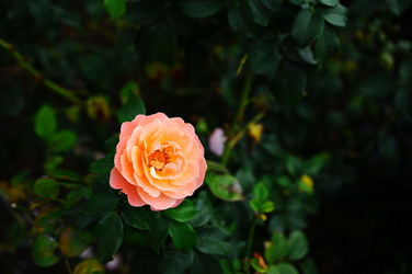 CAMPAGNA SICILIANA. Fotografie di Giulio Azzarello &copy;2016.