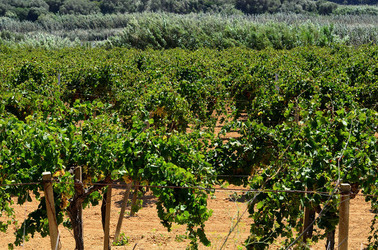 GORGHI TONDI oasi di vigneti e piante Mazzara del Vallo in Sicilia. Foto di Giulio Azzarello ©2016. GORGHI TONDI oasi di vigneti e piante Mazzara del Vallo in Sicilia. Foto di Giulio Azzarello ©2016.