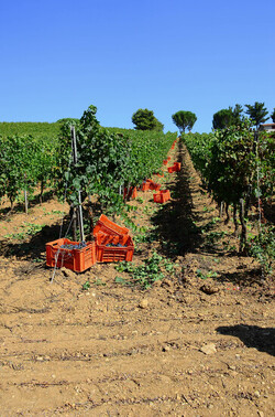 VENDEMMIA a S.Cristina Gela in Sicilia. Fotografie di Giulio Azzarello &copy;2016.