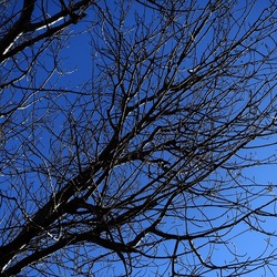 ALBERI. Fotografie di Giulio Azzarello &copy;2024.