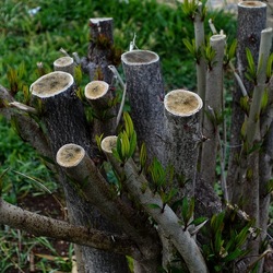 TRONCHI. Fotografie di Giulio Azzarello ©2022.