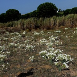 SELINUNTE. Fotografie di Giulio Azzarello ©2022. SELINUNTE. Fotografie di Giulio Azzarello ©2022.