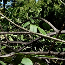 ORTO BOTANICO DI PALERMO. Fotografie di Giulio Azzarello ©2022. ORTO BOTANICO DI PALERMO. Fotografie di Giulio Azzarello ©2022.
