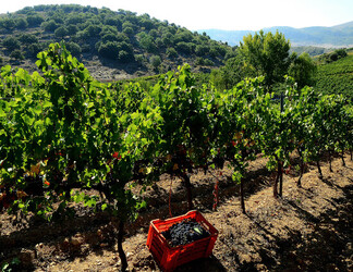 VENDEMMIA a S.Cristina Gela in Sicilia. Fotografie di Giulio Azzarello &copy;2016.
