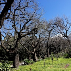 ORTO BOTANICO DI PALERMO. Fotografie di Giulio Azzarello ©2022. ORTO BOTANICO DI PALERMO. Fotografie di Giulio Azzarello ©2022.