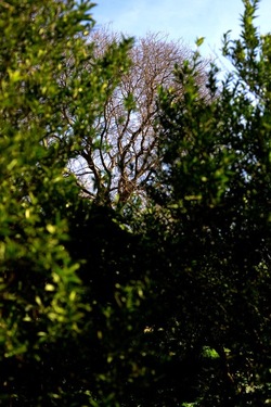 CAMPAGNA fotografie di Giulio Azzarello ©2020.