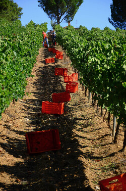 VENDEMMIA a S.Cristina Gela i coltivatori. Fotografie di Giulio Azzarello ©2016. VENDEMMIA a S.Cristina Gela i coltivatori. Fotografie di Giulio Azzarello ©2016.