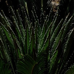 GIARDINO fotografie di Giulio Azzarello ©2019. GIARDINO fotografie di Giulio Azzarello ©2019.