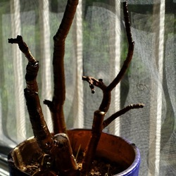 PIANTA DIPINTA. Fotografie di Giulio Azzarello &copy;2023.