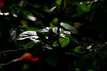 GIARDINO SICILIANO fotografie di Giulio Azzarello &copy;2020.