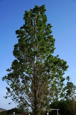 MONDELLO. Fotografie di Giulio Azzarello &copy;2023.