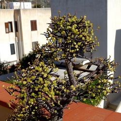 BONSAI. Fotografie di Giulio Azzarello &copy;2022.